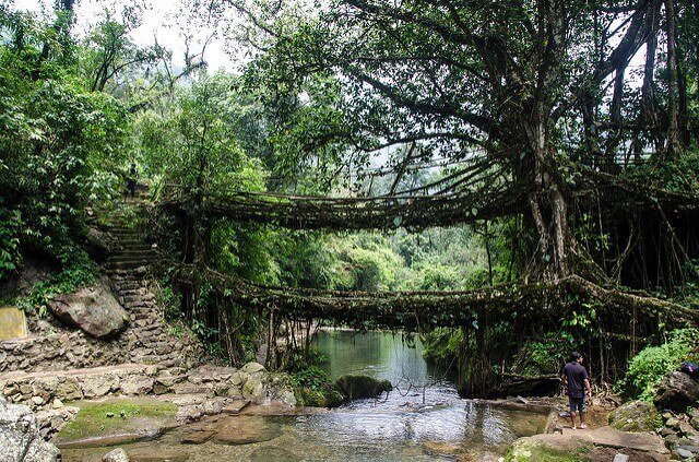 Double Decker Living Root Bridge | BeautifulPlacesIndia.com