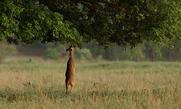 The Inspiration behind Rudyard Kipling’s Unforgettable Classic ‘The Jungle Book’ – Kanha National Park